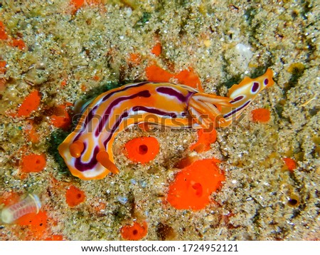 Queen hypselodoris (Hypselodoris regina) nudibranch photographed on the Sodwana Bay reefs.