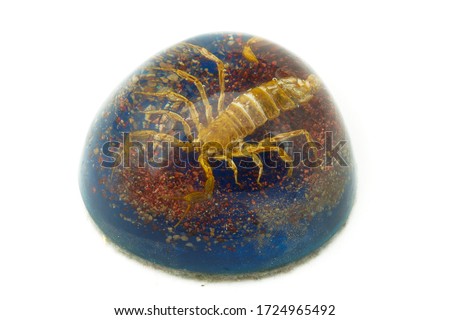 Isolated photo of a scorpion paper weight
