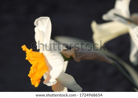 White flowers bloom in a sunny spring warm day close up May 6, 2020