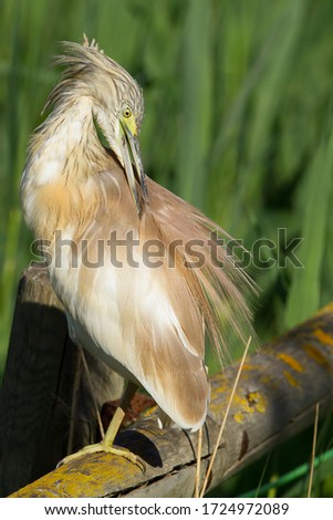 Squacco heron, ardeola ralloides on the green background.
