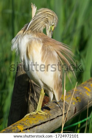 Squacco heron, Ardeola ralloides on the green background.