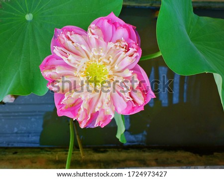 Beautiful lotus water background with natural lotus leaf. Nymphaea lotus