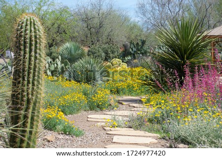 Pathway at Arizona desert garden Royalty-Free Stock Photo #1724977420