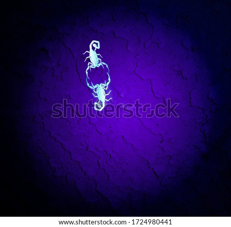 Scorpions Fight under the Black Light at Night