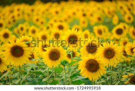 Close-Up Of Yellow Sunflower Field of sunflowers.