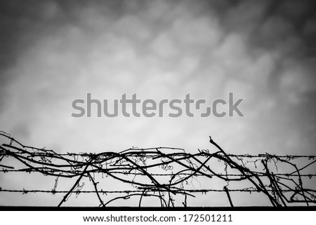A barbed wire with dead branches, black&white