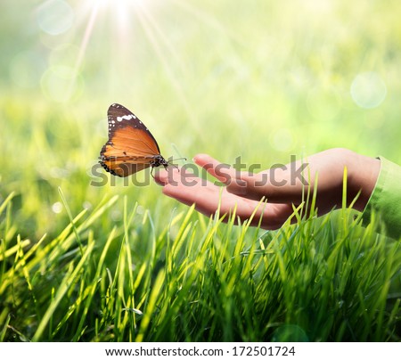 butterfly in hand on grass Royalty-Free Stock Photo #172501724