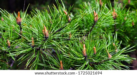 green pine branches with cones Royalty-Free Stock Photo #1725021694