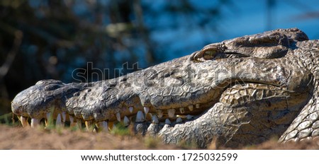 Crocodile in the Kruger National Park
