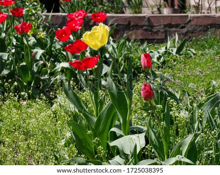 Tulips are colorful spring flowers on a Sunny day. Flower beds with bright tulip flowers.