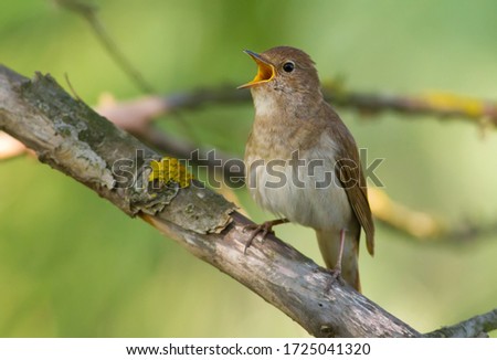 Thrush Nightingale, Luscinia luscinia. A bird sits on a tree branch and sings Royalty-Free Stock Photo #1725041320