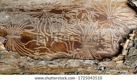 Traces of the pest on the bark of a tree in the form of Nazca lines. Abstract background Royalty-Free Stock Photo #1725043510