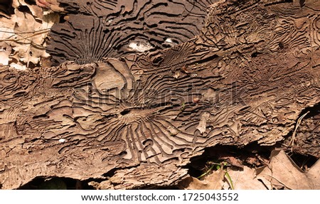 Traces of the pest on the bark of a tree in the form of Nazca lines. Abstract background Royalty-Free Stock Photo #1725043552