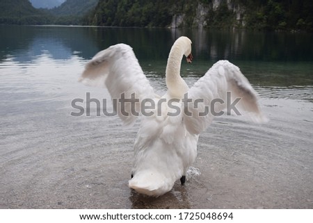 white swan spreading its wings on the clear water of the Alpsee near Neuschwanenstein Castle, Füssen, Germany