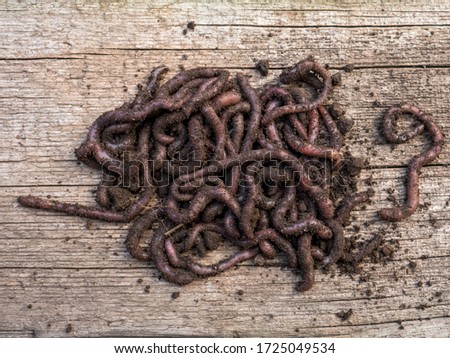 worms in black soil of greenhouse. Macro Brandling, panfish, trout, tiger, red wiggler, Eisenia fetida.
Garden compost and worms recycling plant waste into rich soil improver and fertilizer Royalty-Free Stock Photo #1725049534