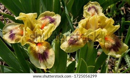 The flowers of dwarf bearded light yellow irises with brown midpoints of petals and bright orange spots on the barbs. An image closeup.