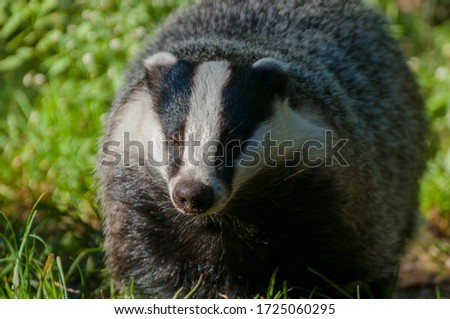 A badger walks across a meadow