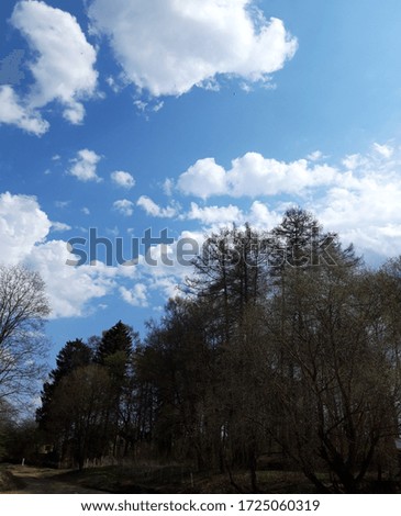 blue sky with white clouds forest and forest road on a warm may day