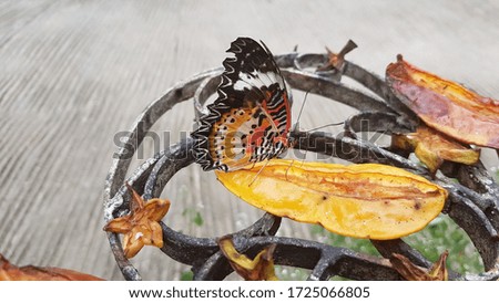 butterfly enjoy dried star fruit