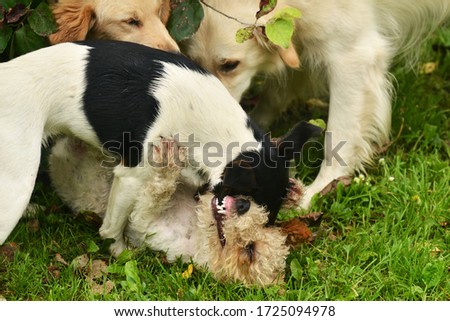 Fighting terrier dogs in the park