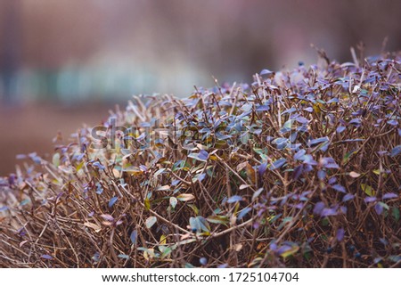 Purple leaves. Natural background of twigs and violet leaves. Thick crown. Interweaving branches. Gardening and horticulture. Free space for text