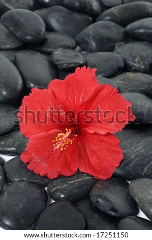 Red flower bloom spa stone background abstract nature