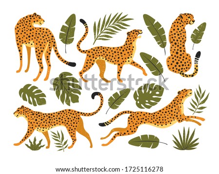 Vector set of leopards or cheetahs and tropical leaves. Trendy illustration. Royalty-Free Stock Photo #1725116278