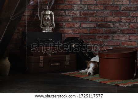 the dog is hiding in the attic. Self-isolation, old, dusty. Pet abandoned. Jack Russell Terrier