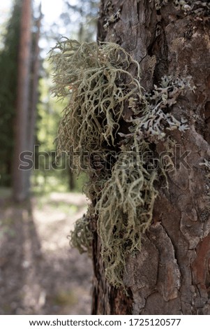 Moss lichen on the bark of a pine.