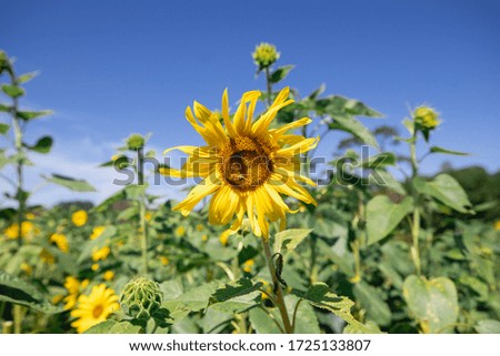 Yellow Sunflower With Bee On It