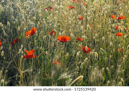 Beautiful red poppies on wild ear meadow. Concept of wild flowers, bright natural background.
