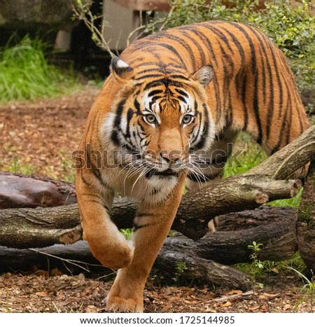 The tiger is the largest extant cat species . It is most known for its dark vertical stripes on orange-brown fur with a lighter underside. Royalty-Free Stock Photo #1725144985