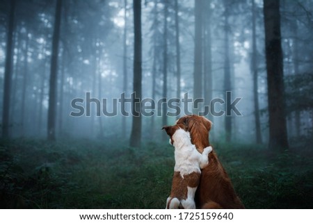 dog in a foggy forest. Pet on the nature. red Nova Scotia Duck Tolling Retriever and jack russell terrier