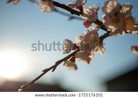 A twig with beautiful cherry blossoms lit by the sun's rays. It's a beautiful spring day and the blue sky is behind.