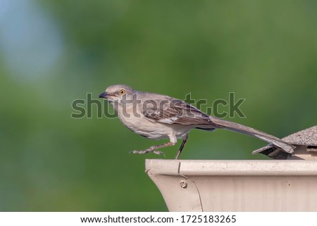 The northern mockingbird is the only mockingbird commonly found in North America. This bird is mainly a permanent resident, but northern birds may move south during harsh weather. 