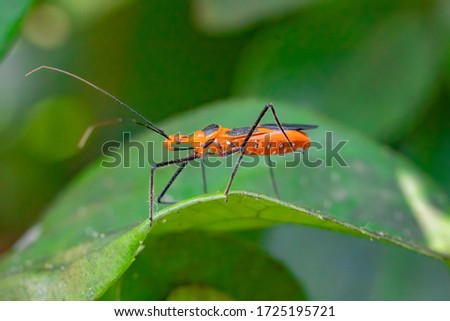 The Milkweed Assassin Bug provides excellent insect control and has distinctive red and black coloration. During on mild days, Bugs continue to be active through the winter season in Galveston-Houston Royalty-Free Stock Photo #1725195721