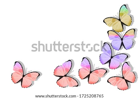 flying tropical butterflies. isolated on white background