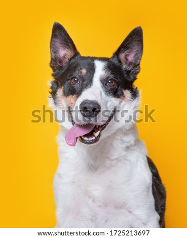 cute dog studio shot on an isolated background Royalty-Free Stock Photo #1725213697