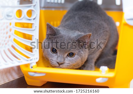 The cat is sitting in an animal carrier . Pet. Transportation of animals. Article about animal transportation. The safety of a pet.