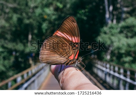 Butterfly poses on a finger and the Iguazú falls jungle in the background