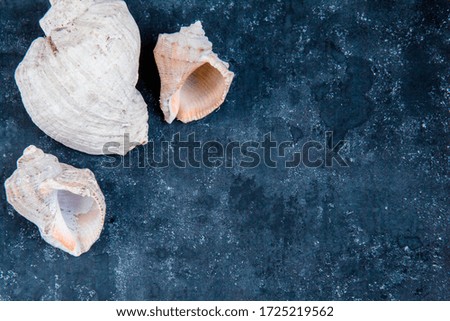Black sea background with three sea shells in the left corner with free place for text