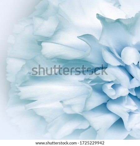 Floral white-turquoise background..  Flower petals close-up. Nature.   