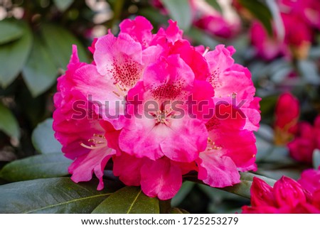 Pink azalea flowers or Hortensia rose