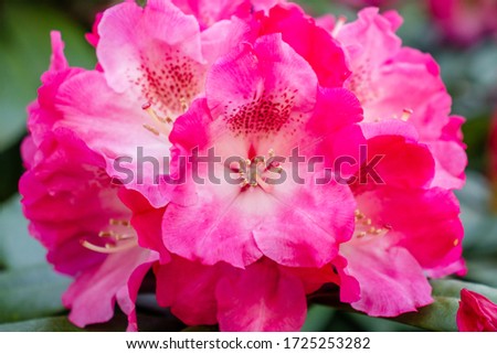 Pink azalea flowers or Hortensia rose