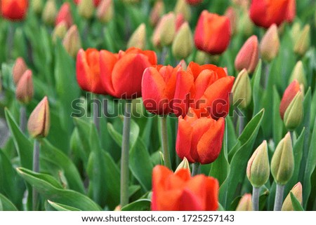 Beautiful red tulips in a field in the Netherlands.