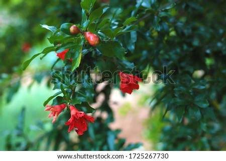 pomegranate tree flowers and leaves Royalty-Free Stock Photo #1725267730