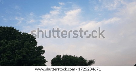 Picture of Two tree Tops in the early Morning