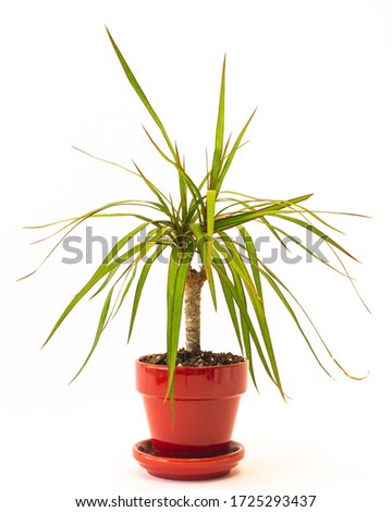 Dracaena, also known as dragon tree close up, isolated on white background Royalty-Free Stock Photo #1725293437