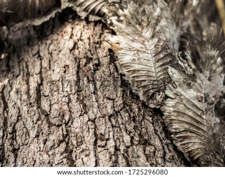 close up of a tree with parasite attached. Embossed texture of the brown bark.Tree bark texture. Seamless bark tree texture. texture of bark wood use as natural background