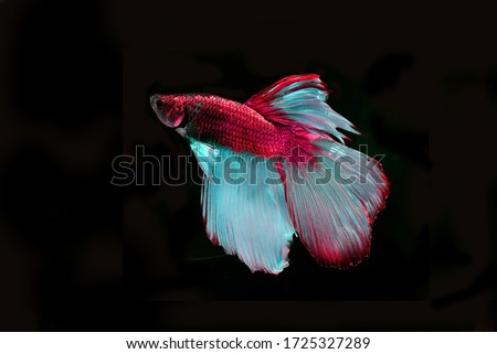 The moving moment beautiful of siamese fighting fish